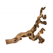 Racine pied de vigne