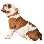 Collier gros chien Extra Souple camel XL 