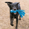 KONG Jouet Wubba Comet