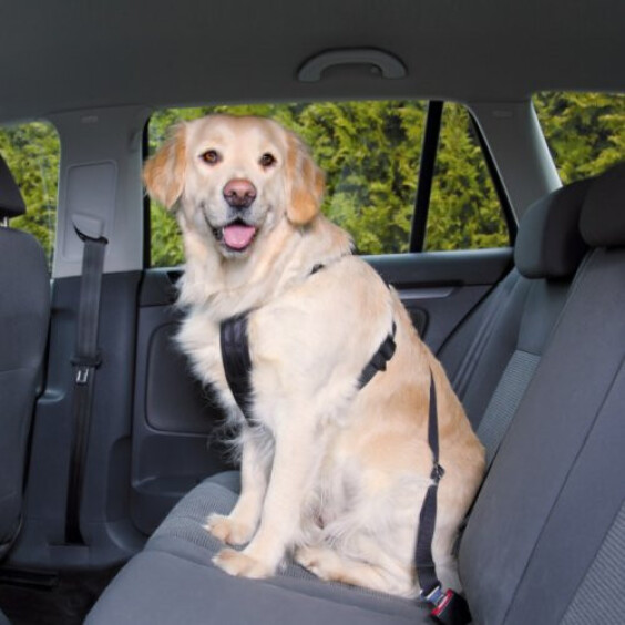 Harnais de voiture pour chien