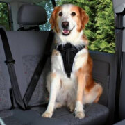 Harnais chien voiture Dog Protect