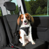 Harnais voiture pour chien