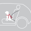 Harnais voiture pour chien