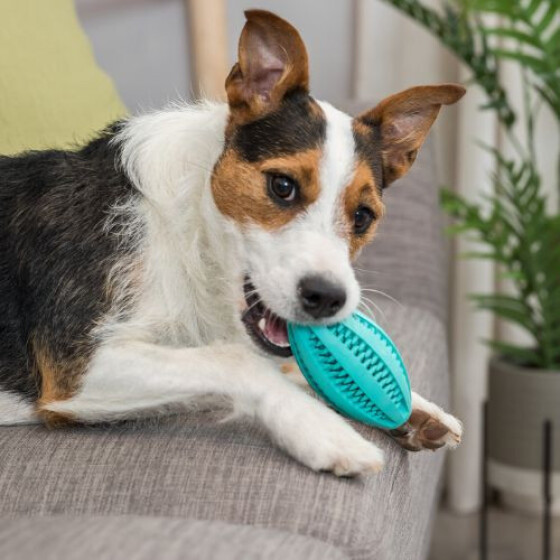 Ballon rugby Denta Fun Mintfresh