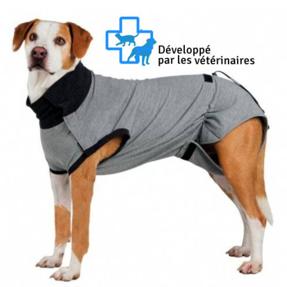 Body de protection pour chien