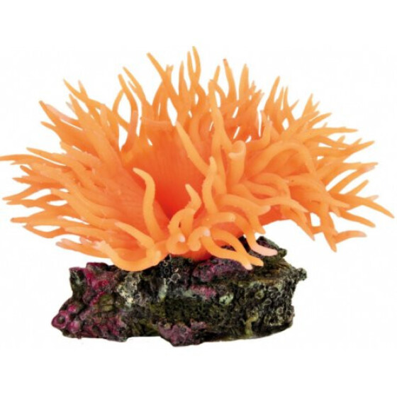 Anémone de mer orange