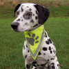 Foulard réfléchissant pour chien