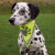 Foulard réfléchissant pour chien
