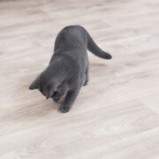 Pointeur laser automatique Moving Light pour chat