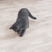 Pointeur laser automatique Moving Light pour chat