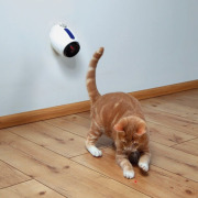 Pointeur laser automatique pour chat