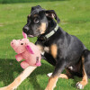 KONG Jouet Phatz Pig taille S