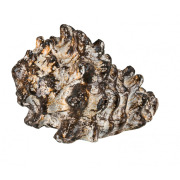 Coquillage conque pour aquarium 7/9 cm