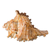 Coquillage conque pour aquarium