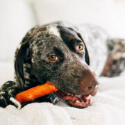 Jouet à mâcher Stick Dogwood Mesquite