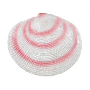 Coquillage fluo pour aquarium