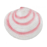 Coquillage fluo pour aquarium 6/9 cm