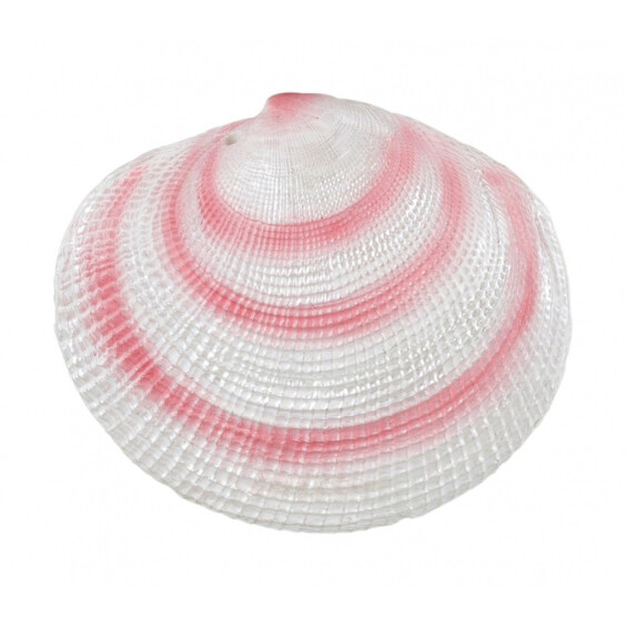 Coquillage fluo pour aquarium 6/9 cm