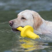 Jouet d'eau Dog activity Mot aqua