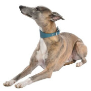 Collier Lévrier Nicky bleu canard