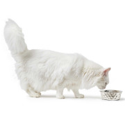 Gamelle luxe pour chien et chat Hunter