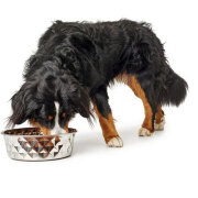 Gamelle luxe design pour chien&chat Namy