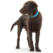 Collier Convenience bleu pour chien Hunter