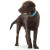 Collier Convenience bleu pour chien Hunter