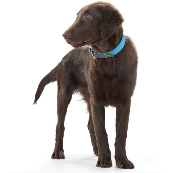 Collier Convenience bleu pour chien Hunter