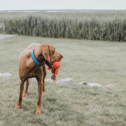 Collier pour chien Convenience bleu