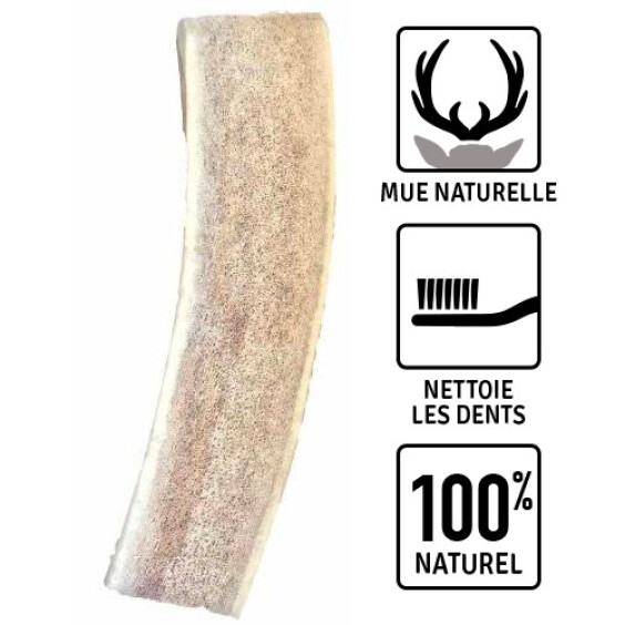 Bois de cerf XS spécial chiot Bubimex