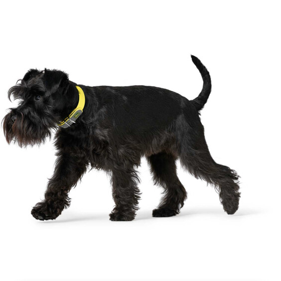 Collier pour chien Convenience jaune Hunter