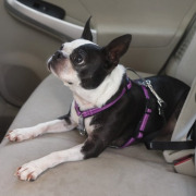 Harnais Easy Walk noir 3 en 1