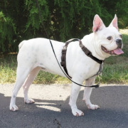 Harnais Easy Walk noir 3 en 1