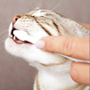 Set hygiène dentaire chat