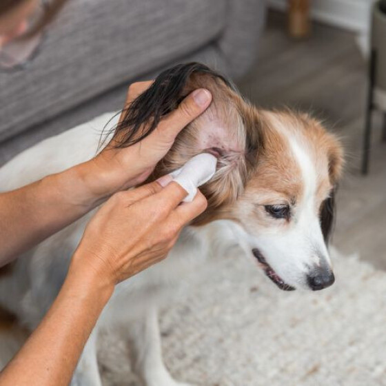 Lingettes soin oreilles Trixie