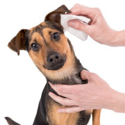 Lingettes soin des oreilles