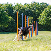 Slalom Agility