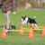 Set d'obstacle Dog Activity 