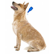 Pipette anti-tique et anti-puce Fiprotec petit chien x4