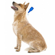 Pipette anti-tique et anti-puce Fiprotec petit chien x4 Beaphar
