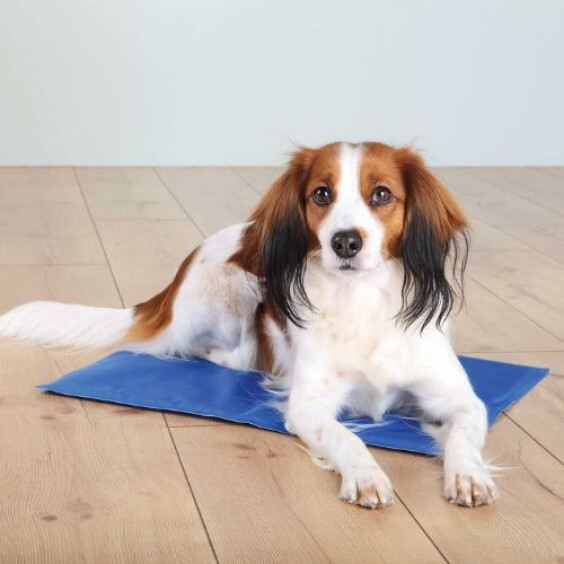 Tapis rafraîchissant pour chien bleu