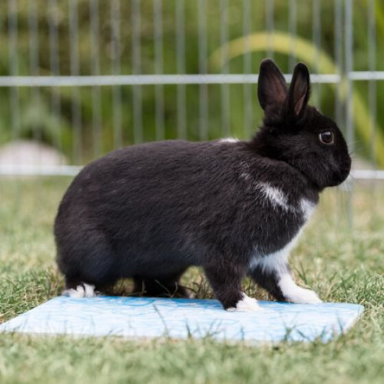 Plateau rafraîchissant Cooling