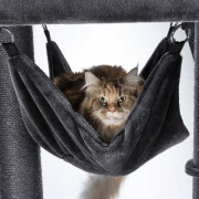 Arbre à chat solide : XXL, pour chat adulte, hamac, 163 cm  Amadeus