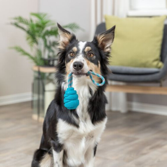 Sauteur sur corde pour chien