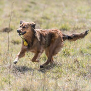 Sporting Sauteur lanceur sur corde pour chien