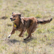 Sporting Sauteur lanceur sur corde pour chien