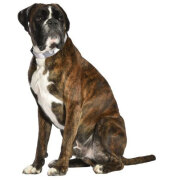 Collier Camouflage gris