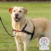 Harnais anti traction chien Lead'n'Walk Soft
