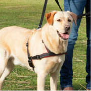 Harnais anti traction chien Lead'n'Walk Soft